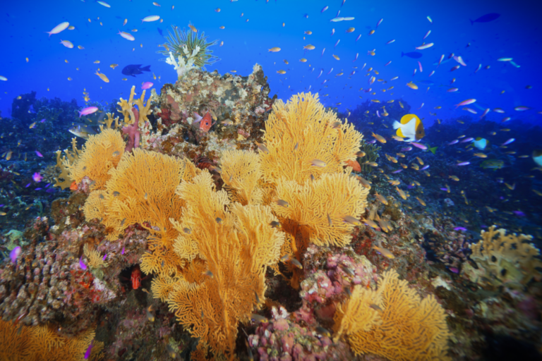 Nearly all the world’s coral reefs are at risk of collapse within 50 ...