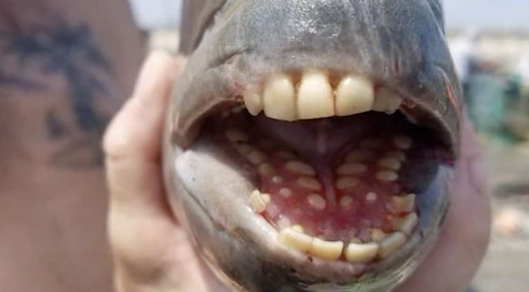 Researchers found a fish that looks like it has human teeth