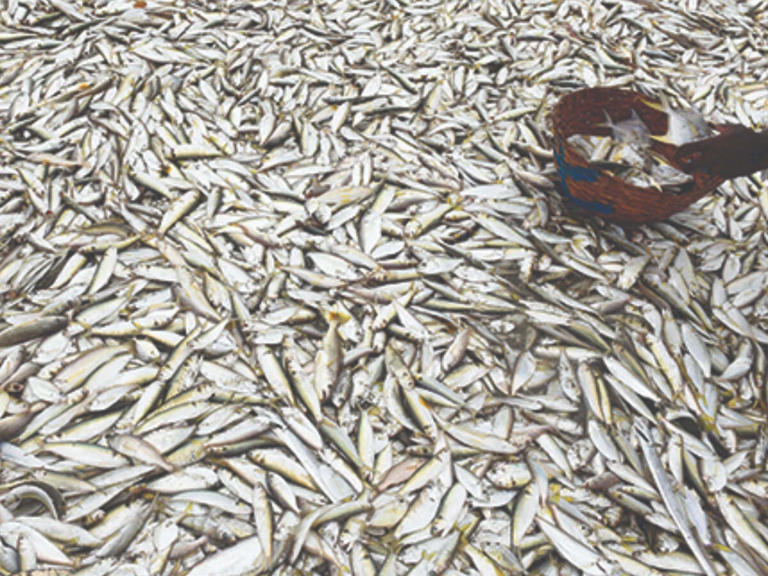 India eyes 30 million tonnes fish output in 5 years, seafood exports of ...