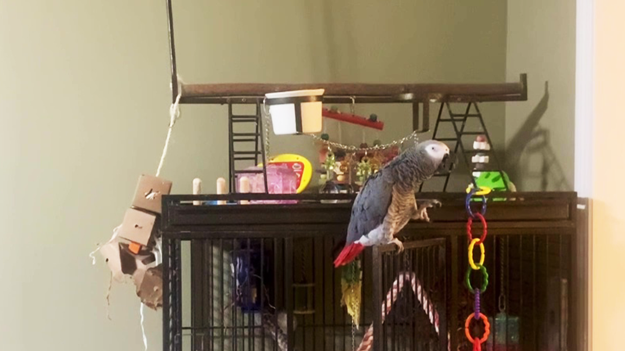 'Shh! Zip it up!' Bossy parrot demands complete silence at night