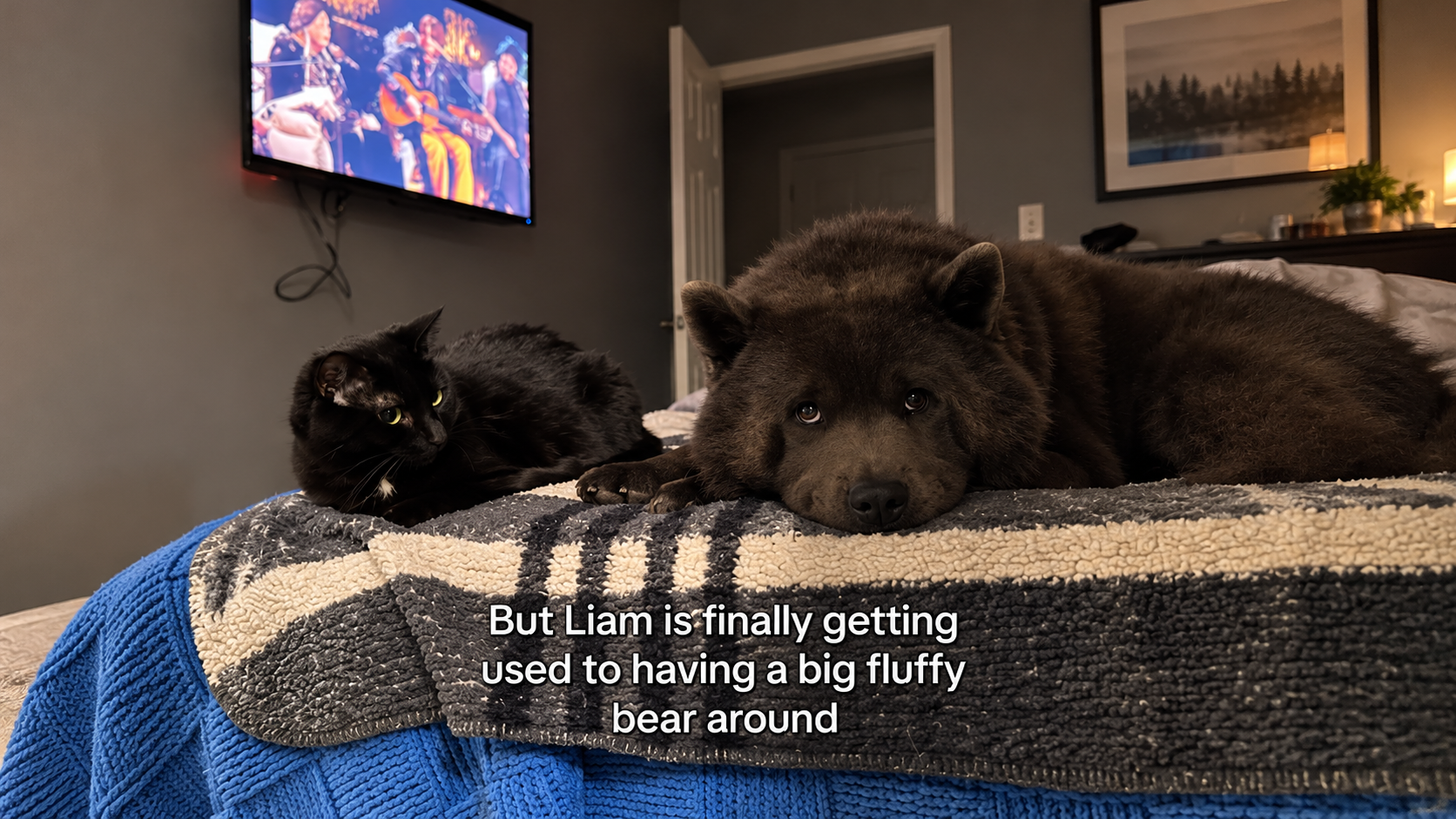 Braxton the chow chow cuddling, playing, and unboxing toys
