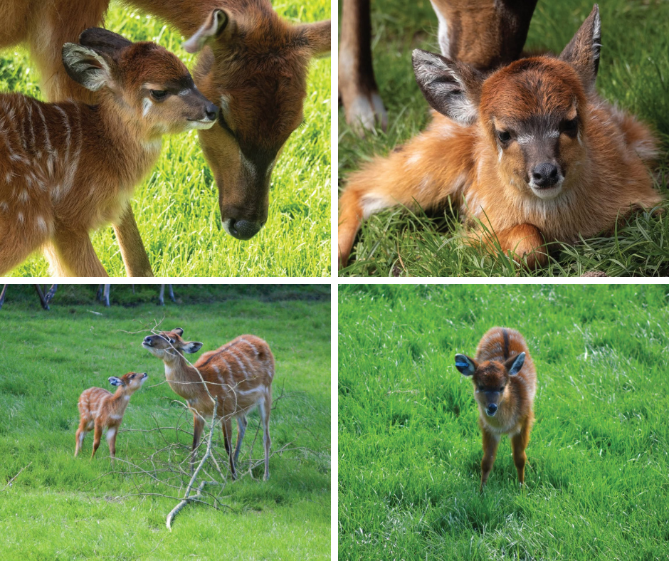 'Adorable!' - Blackpool Zoo welcomes 4 new sitatunga calves at recently ...