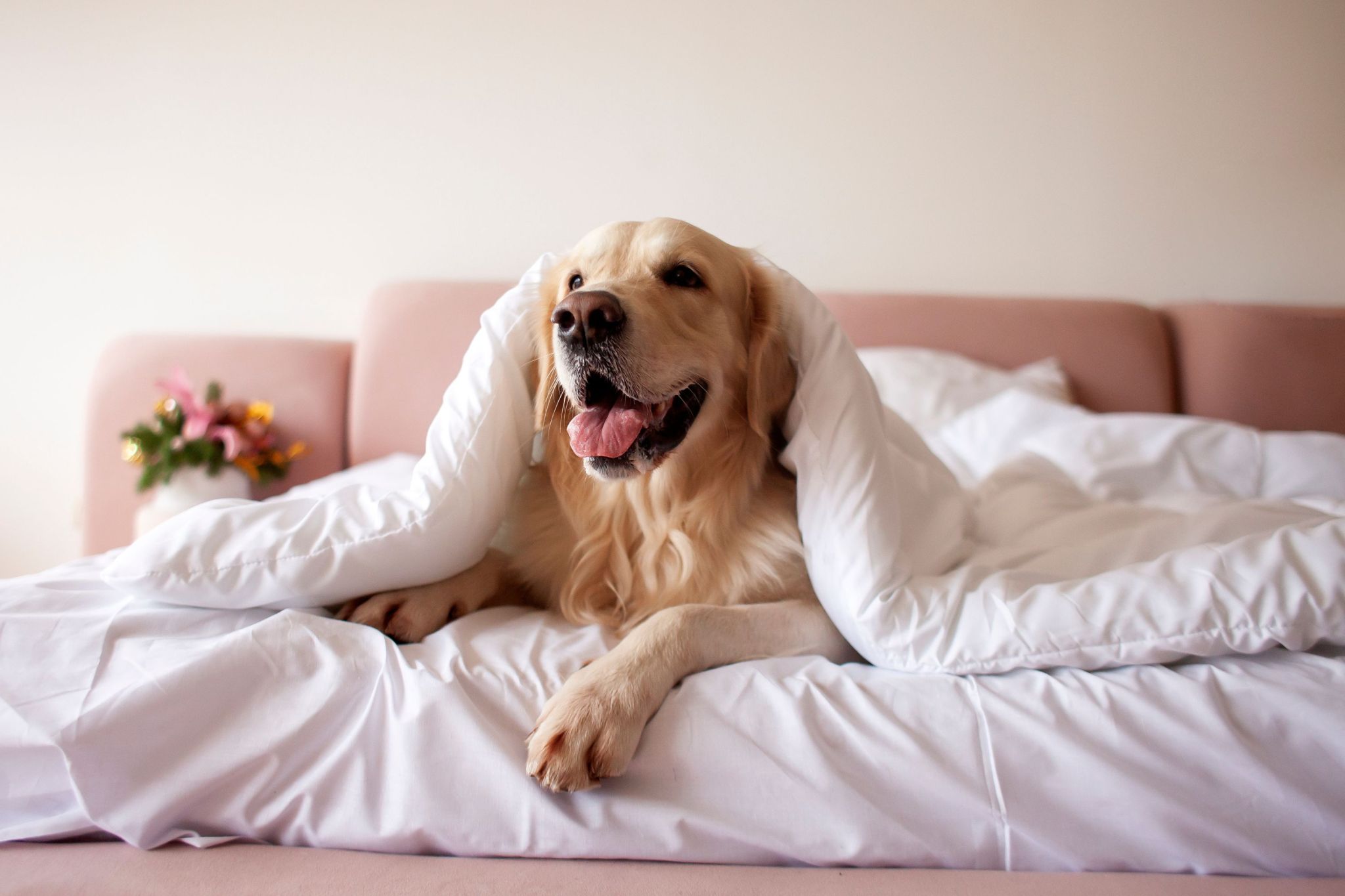 Owner has extra space for guest room, golden retriever has other ideas