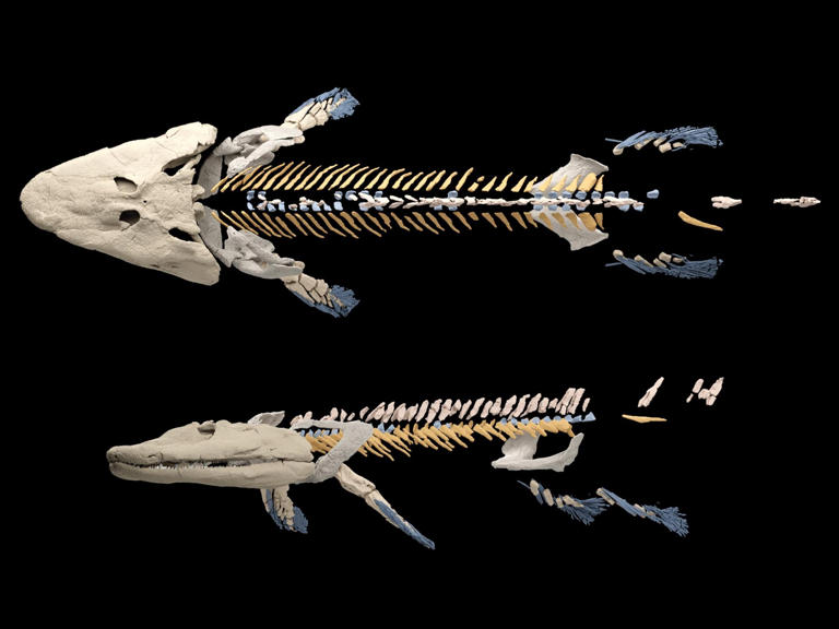 Scientists discover why animals evolved necks, and surprisingly it wasn ...