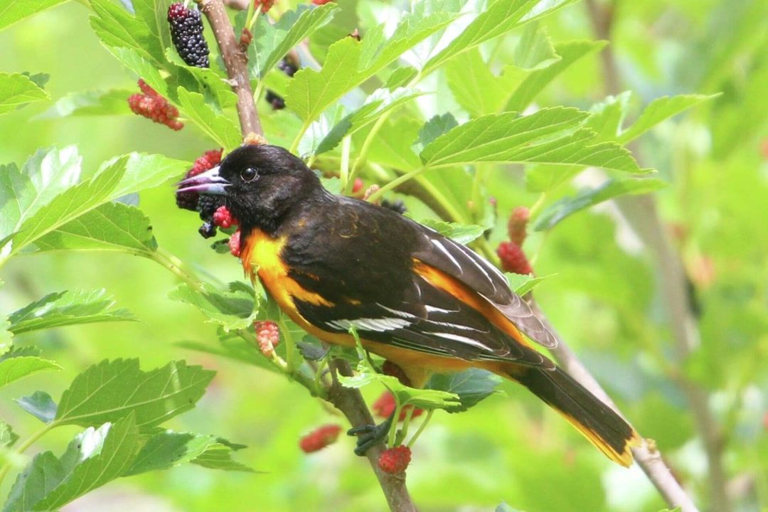 Why you're suddenly seeing these birds all over Houston