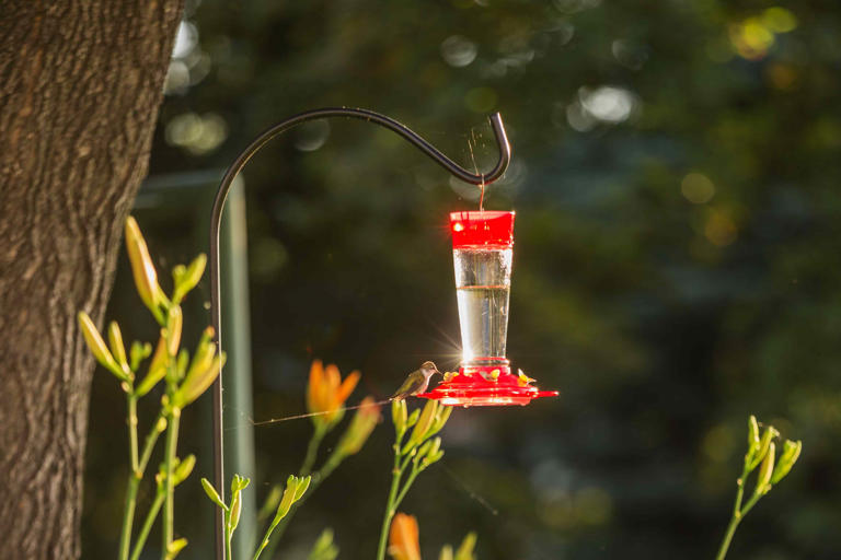 Should you take down your hummingbird feeder for winter? Here’s what an ...