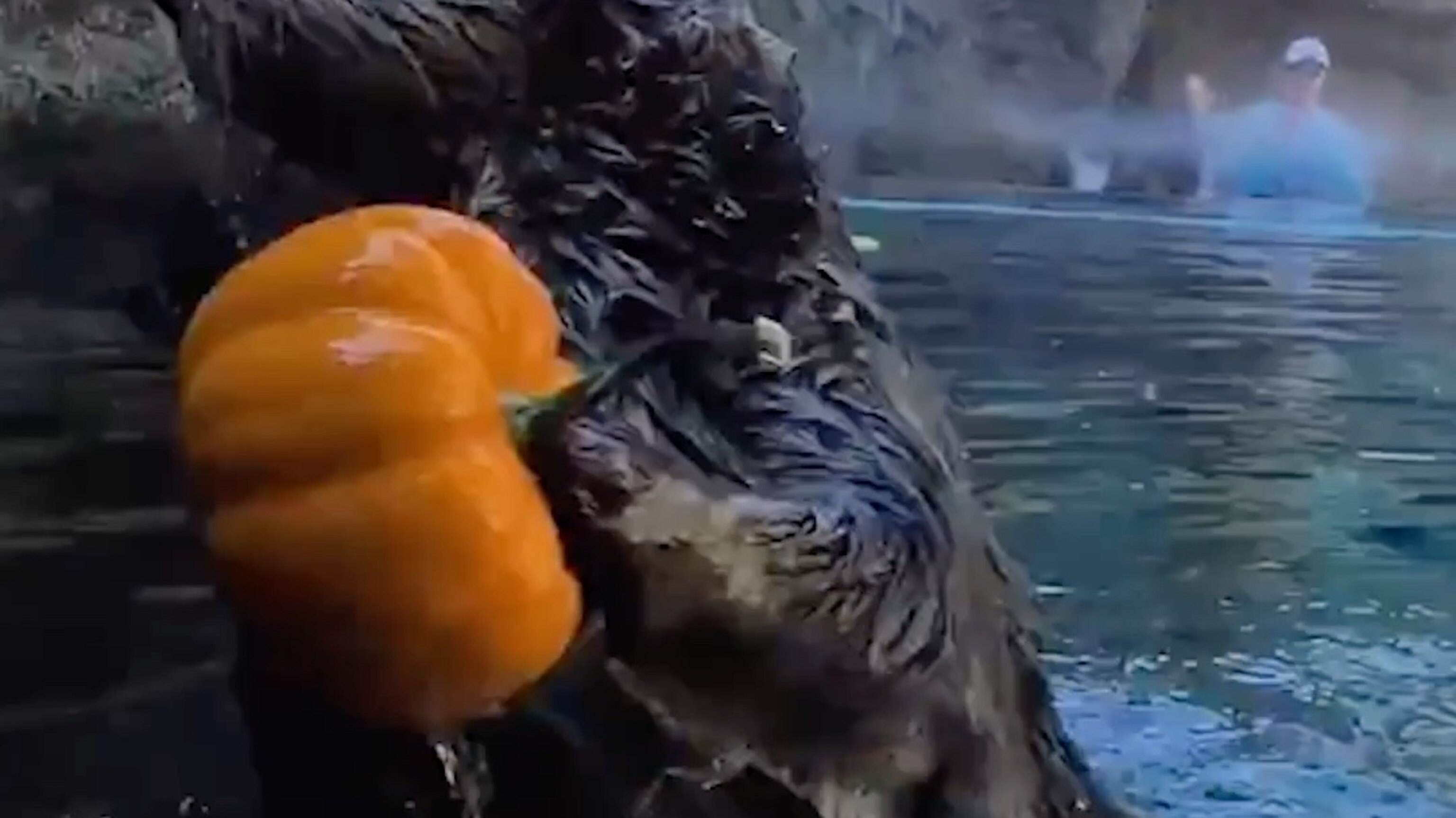 All-Star otters slam dunk pumpkins