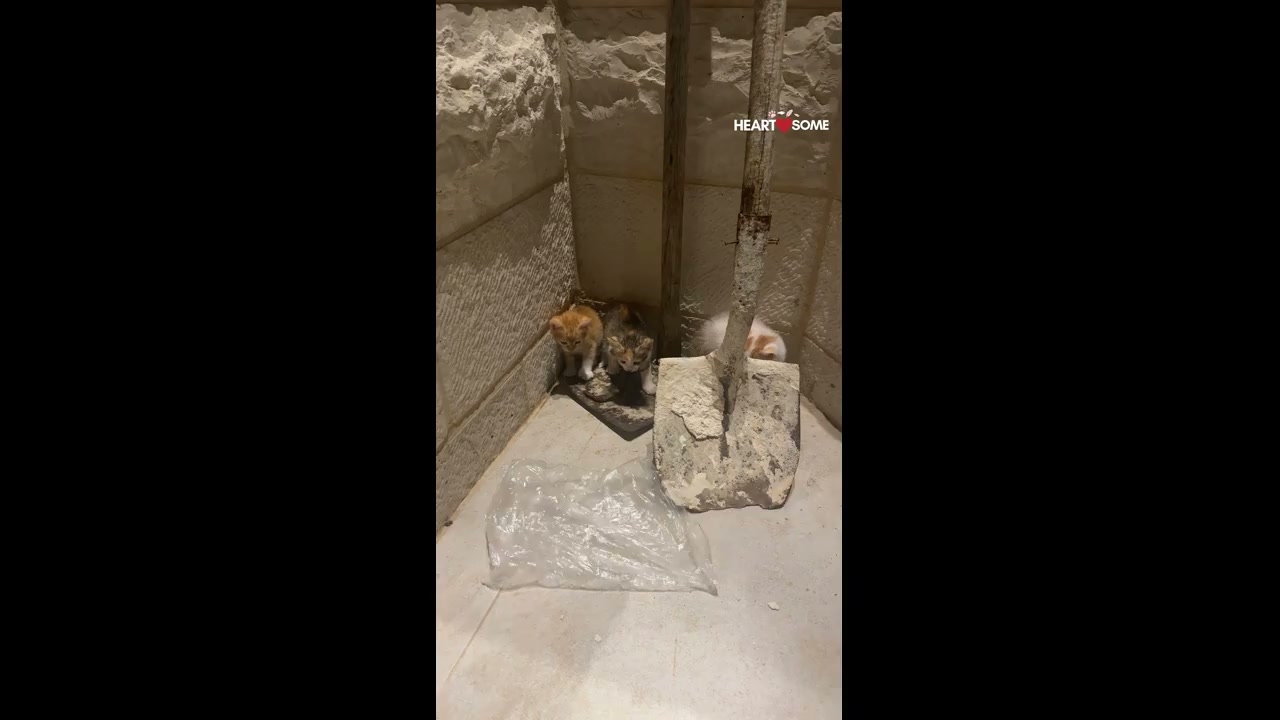 Three kittens alarmed by crinkling plastic bag