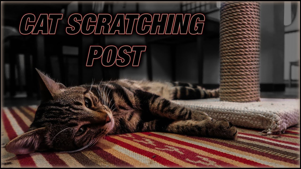 DIY cat scratching post. Super cheap and easy!