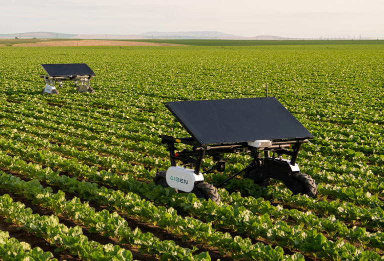Data farmers: Ag-tech startup Aigen grows AI-generated weeds to train ...