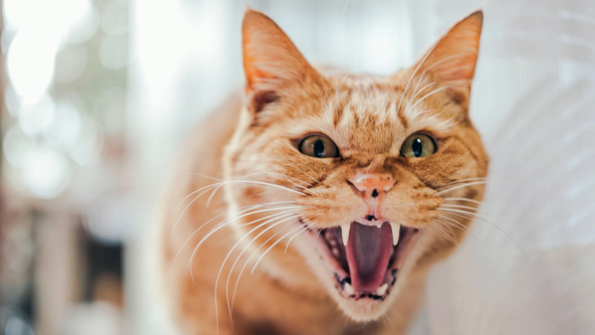 How can you tell if your cats are playing or actually fighting?