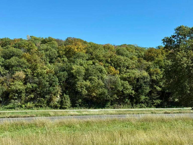 Leaf watch: Which trees are turning color around the metro