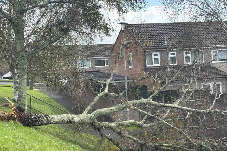 Lucky escape in Plymouth as tree almost wrecks cars amid Storm Austen havoc
