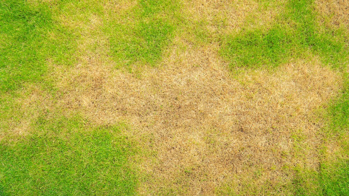 Why your lawn turns yellow: 8 signs of stress and how to fix them