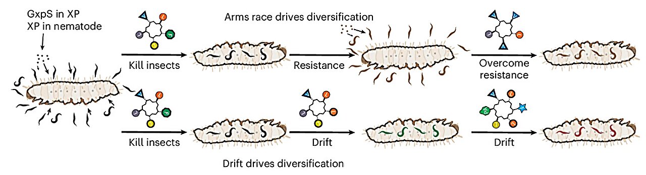 Bacteria reinvent their weapons through selection, chance and gene swapping