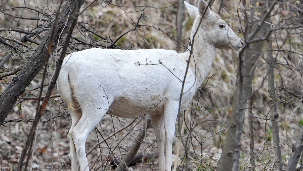 BBC Wildlife details rare albino animals and their survival odds