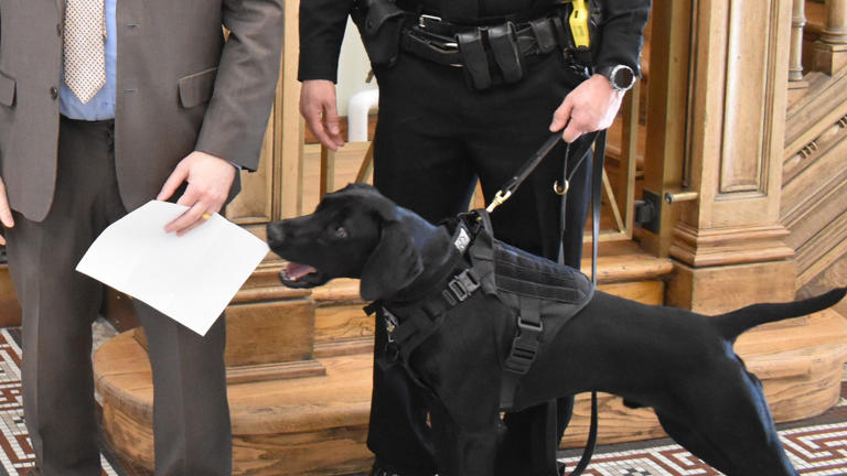 Meet George Nero, the Oneida County Sheriff's Office new K-9 officer