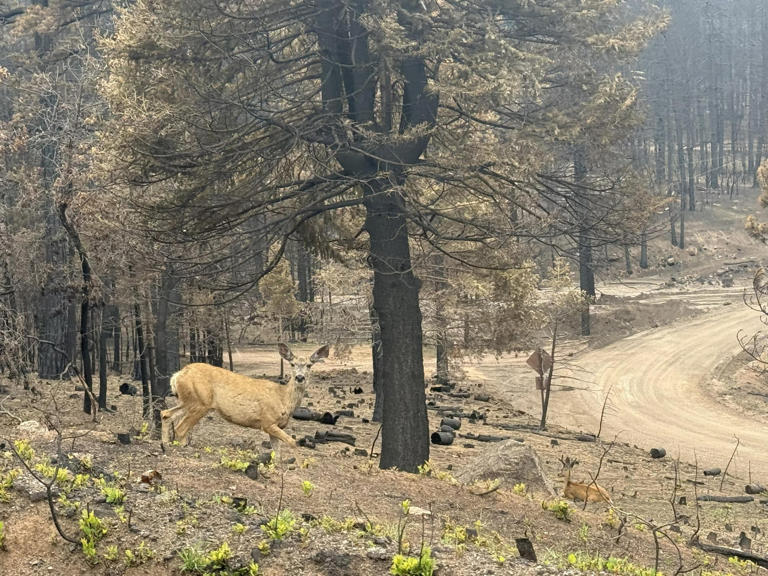 Aspen Acres Fire final update: No heat detected as Colorado wildfire ...