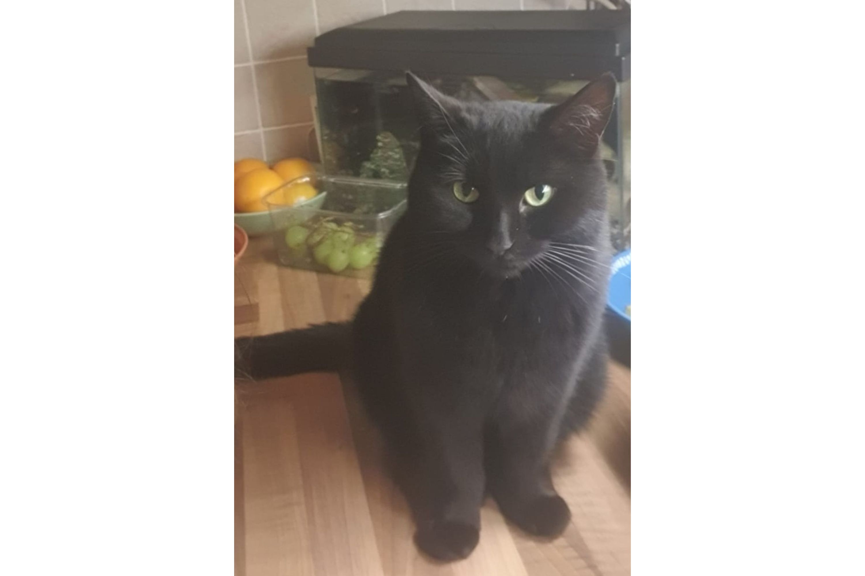 RSPCA investigates after two-year-old cat Raven found mutilated in ...