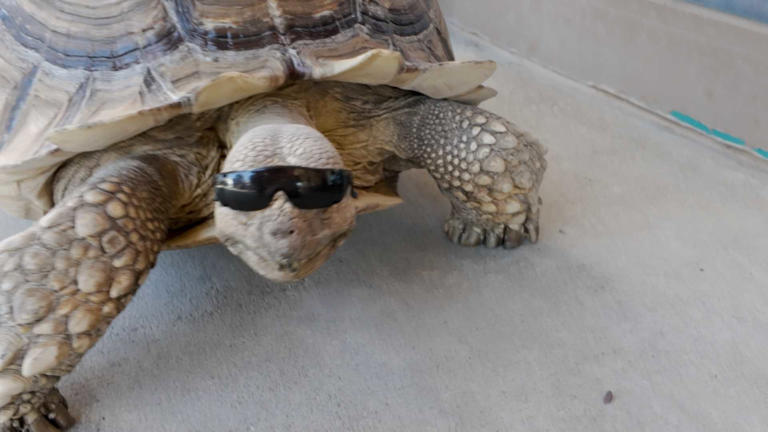 Modesto tortoise Sherman becomes a social media sensation with local ...