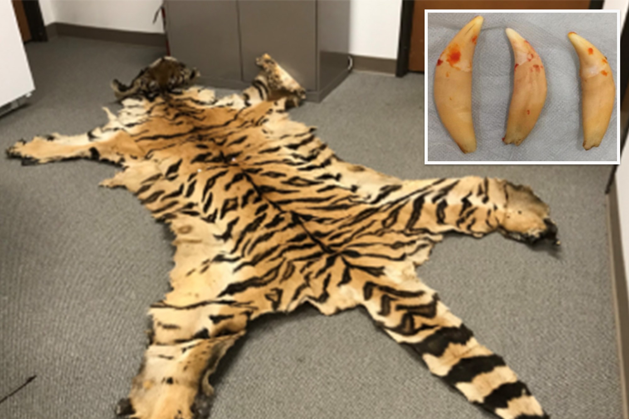 California couple trafficked lion teeth, rhino horn in illegal wildlife ...