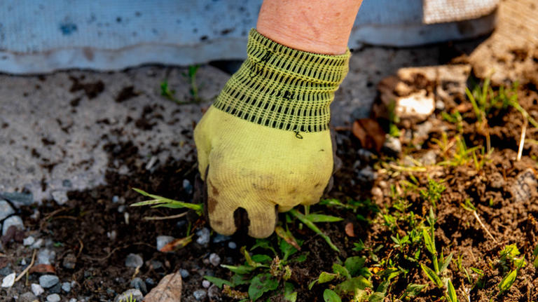 Easier than hand pulling: The garden tool for removing large areas of ...