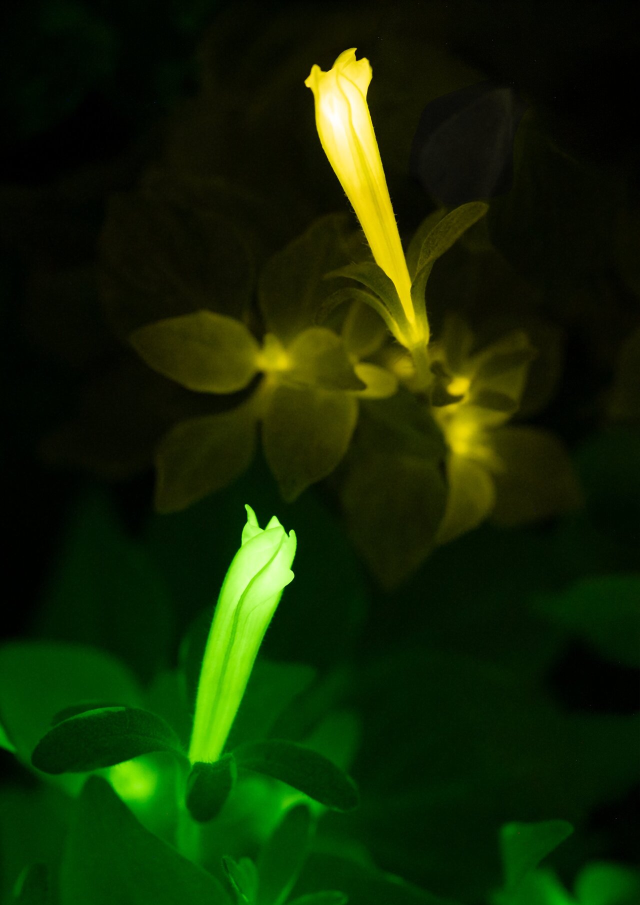 Glowing plants reveal immune responses around infection sites via two ...