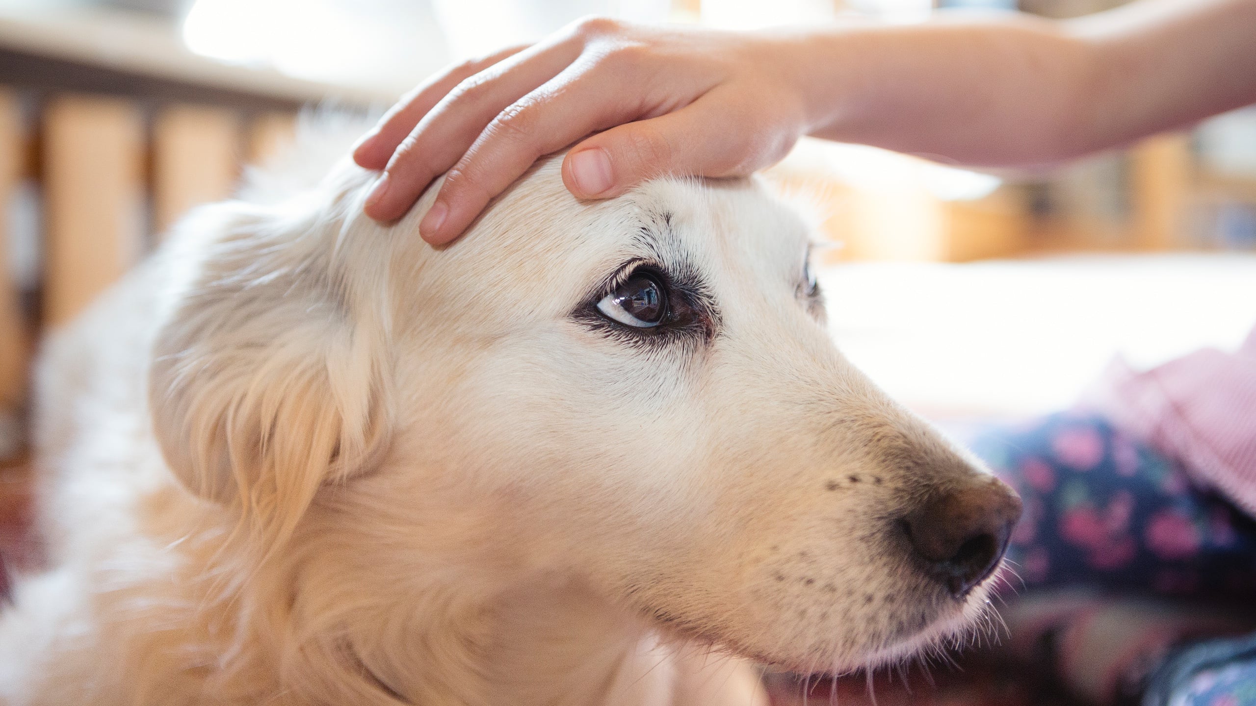 Physically touching your dog can help protect you from upcoming stress ...