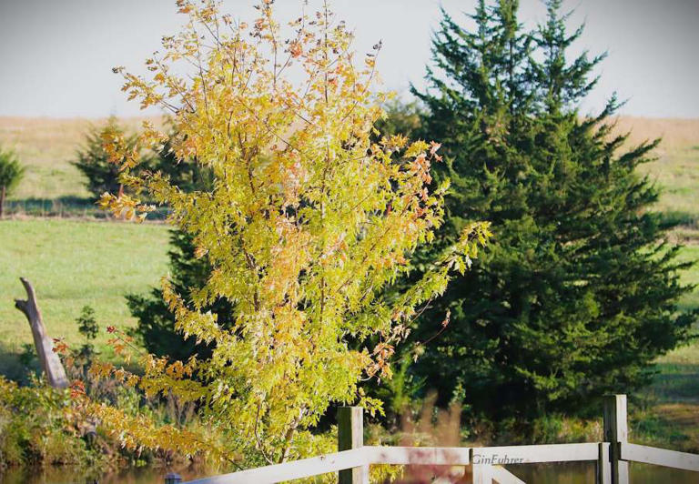 Leaf watch: Which trees are turning color around the metro