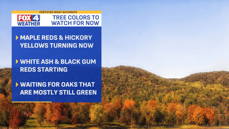 Leaf watch: Which trees are turning color around the metro