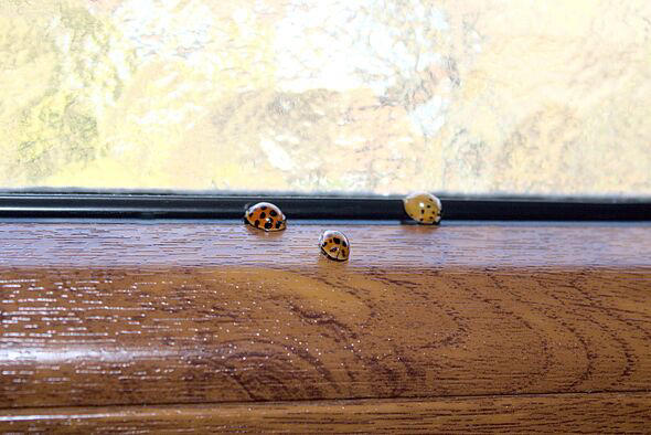 Ladybirds won't infest homes in autumn if 1 natural item is sprayed on ...