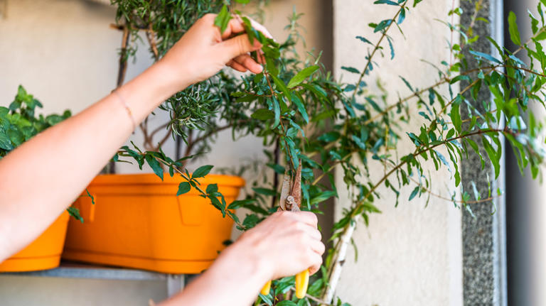 Is October too late to plant a pomegranate tree? Here's what to know