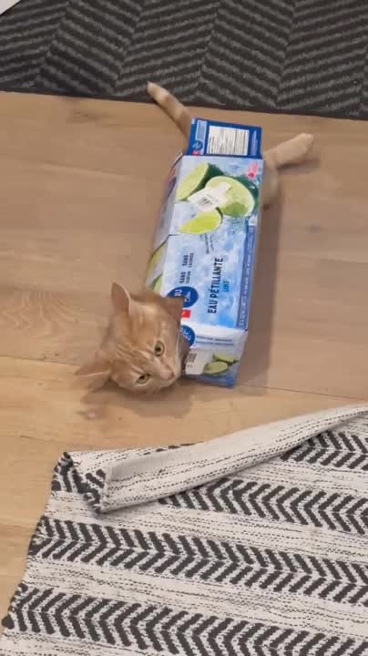 Cat adorably squeezes herself into cardboard box