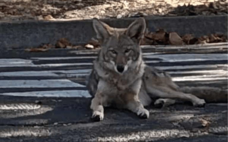 Coyote spotted in Petaluma engaging in normal wildlife activity ...