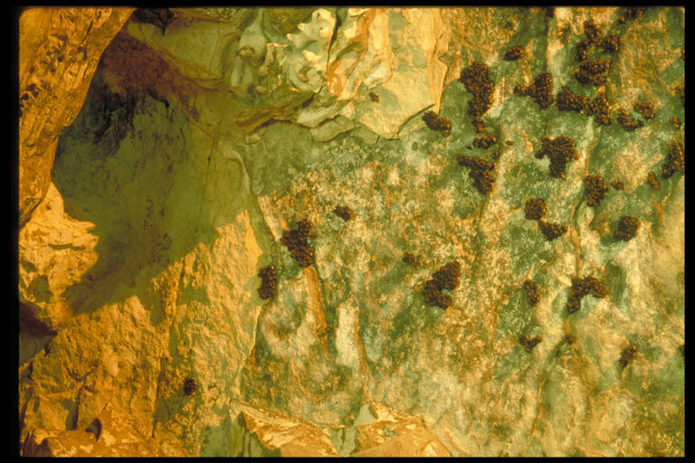 The Indiana bat has reached record population numbers thanks to DNR ...