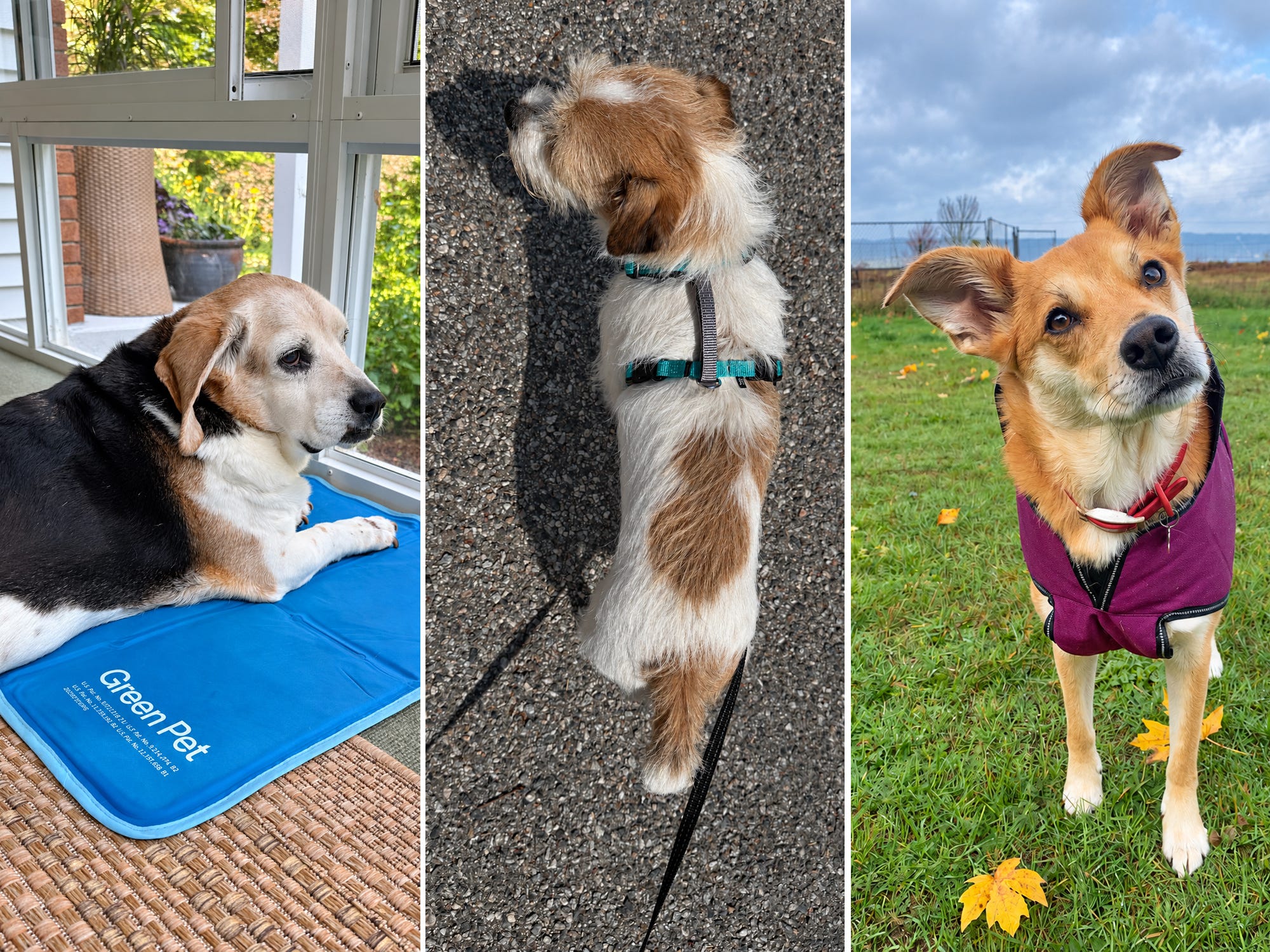 The best affordable dog essentials of 2026, according to our pet gear ...