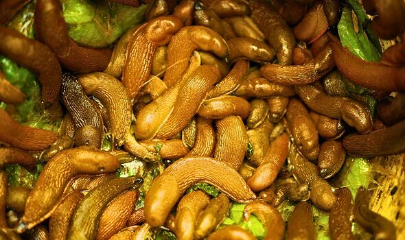 Slugs will never destroy your plants if you place 1 kitchen ingredient ...