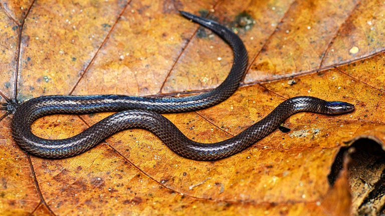 Tiny Borneo snakes cartwheel away from danger at 12 feet a second