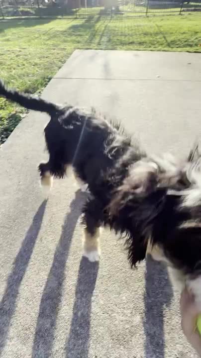 Puppy accidentally runs into calmly sitting dog during playtime
