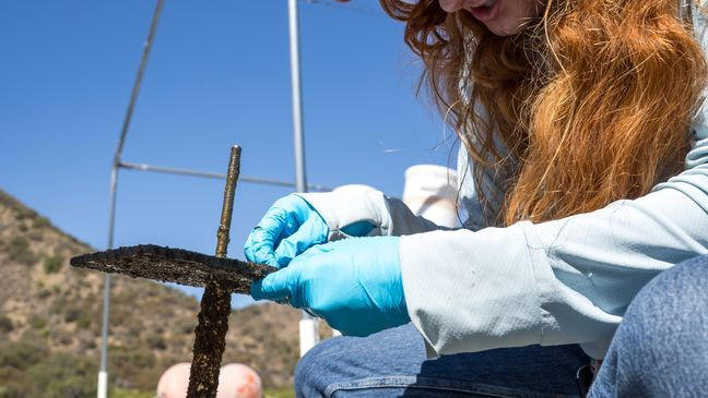 California raised the price of its mussel prevention sticker