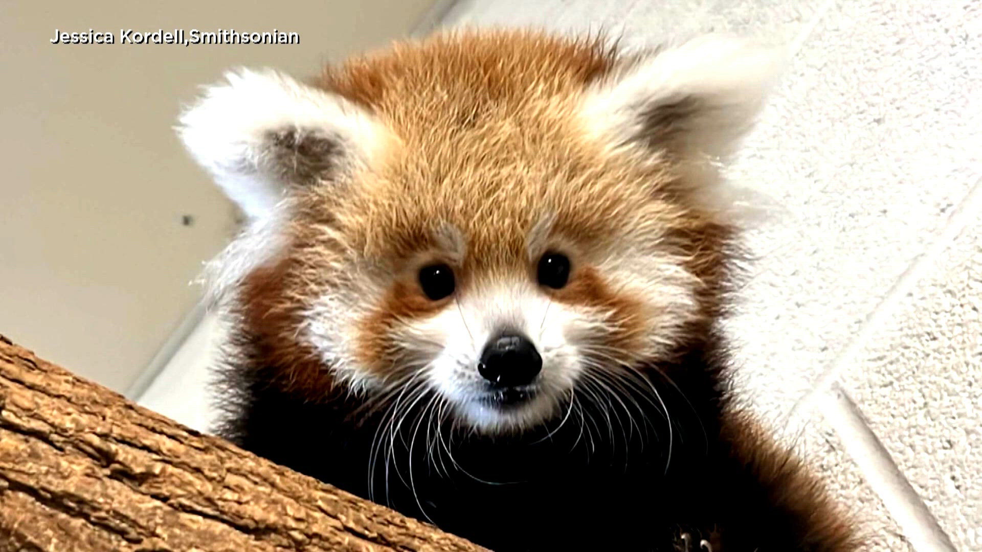 Smithsonian's baby red panda named Dolly after country music icon wins vote
