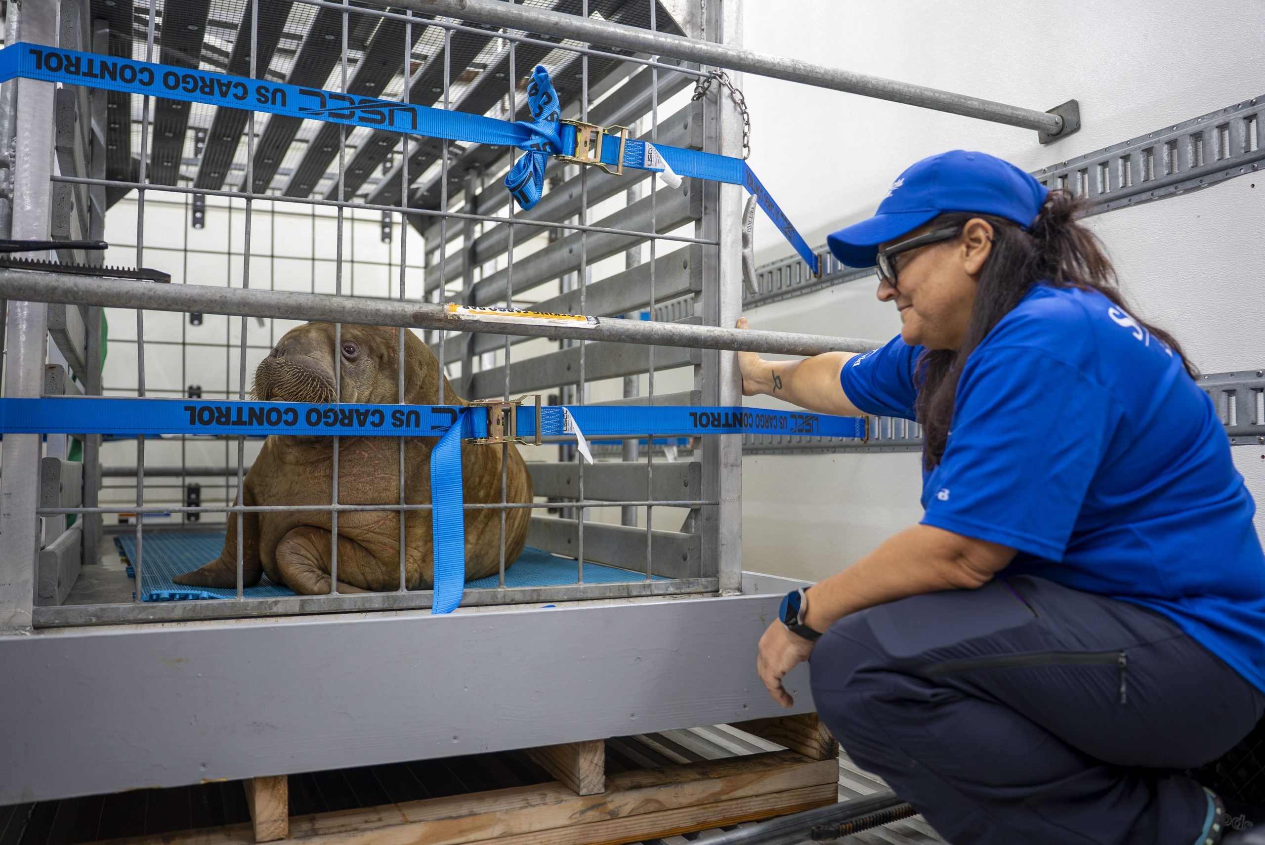 Watch: Orphaned baby walrus rescued in Alaska finds new home over 4,000 ...