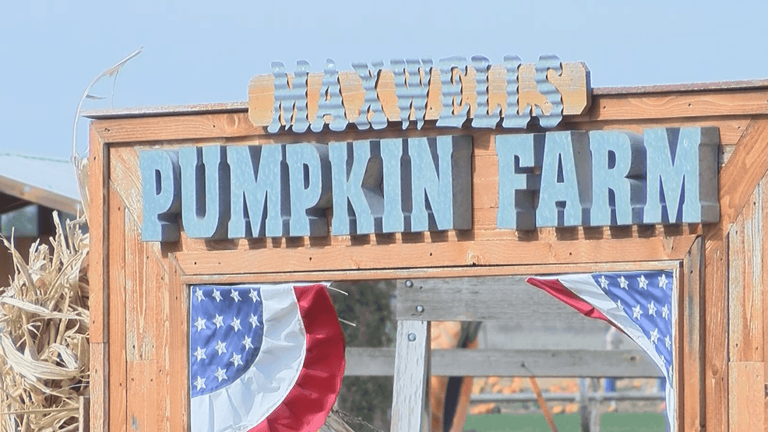 Hot, dry summer drives up pumpkin season costs for Amarillo-area farmers