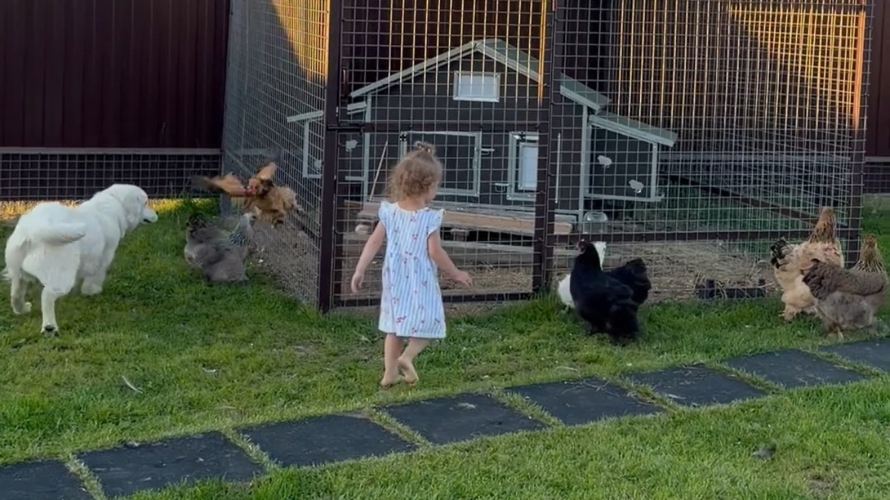 Hilarious standoff: Chickens evade pursuit of playful dog