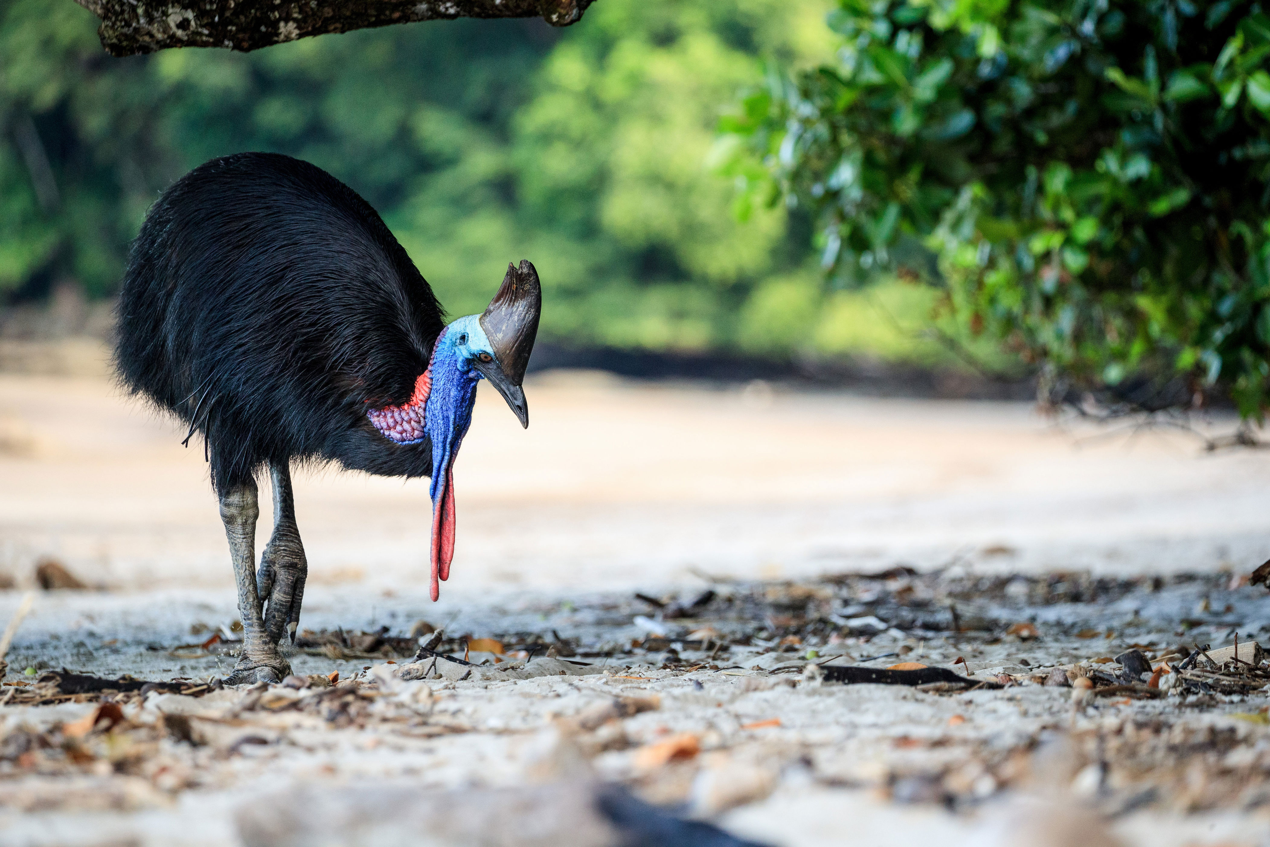 These big, fierce birds found love in Australia—and laid the first ...