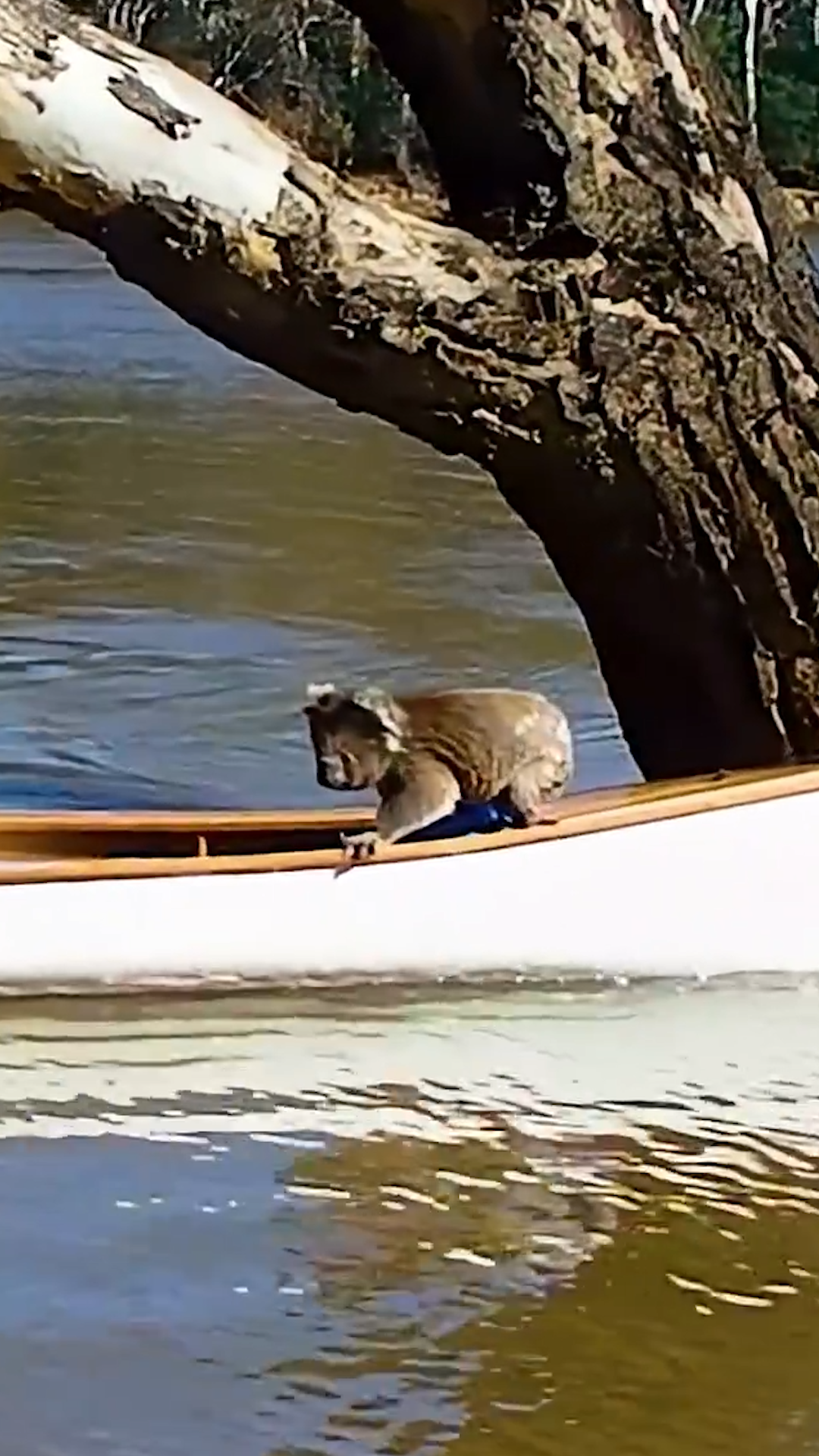 We spotted a koala struggling in the water and saved him