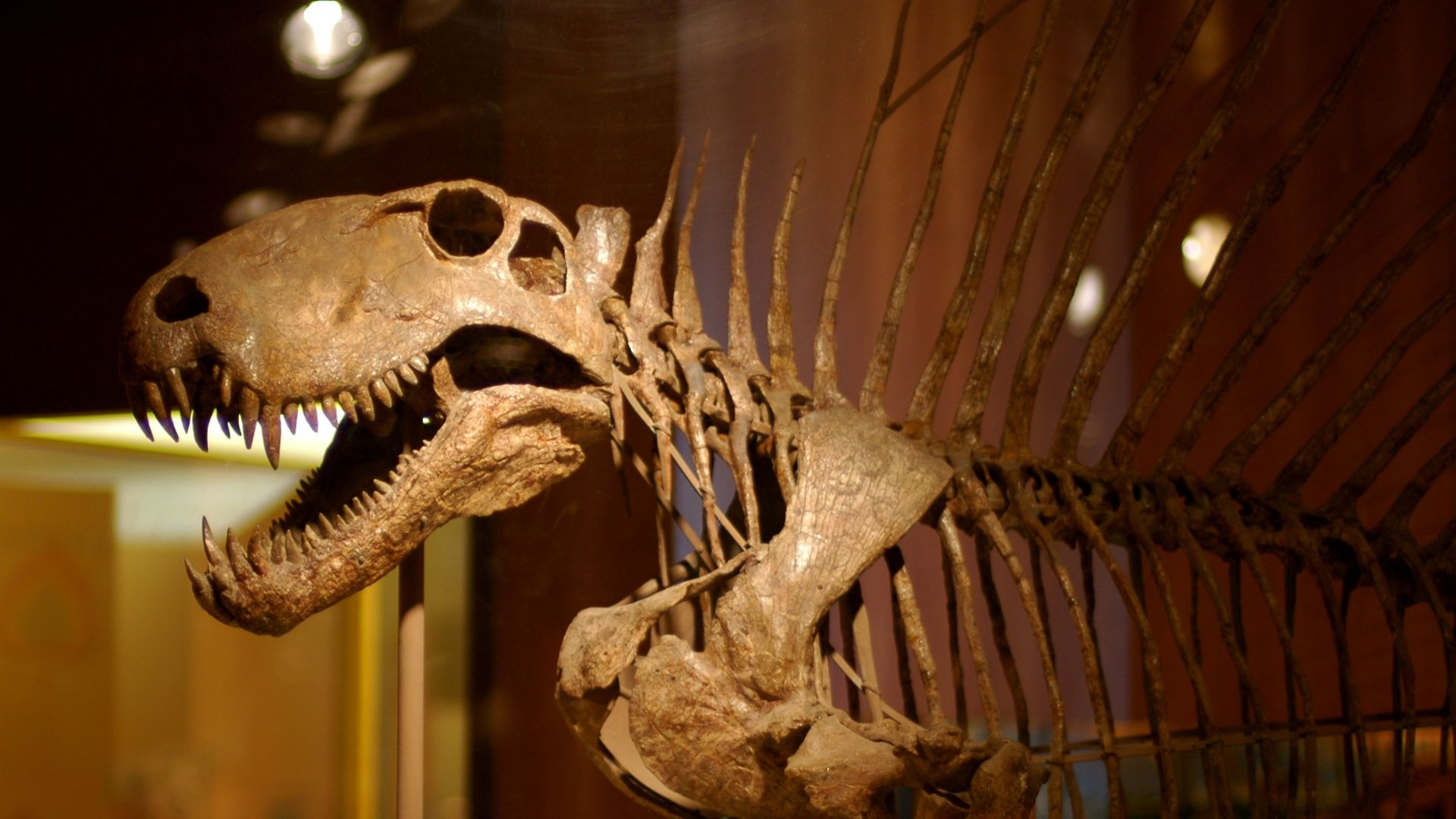 20 animals that occupied the top of the food chain before mankind