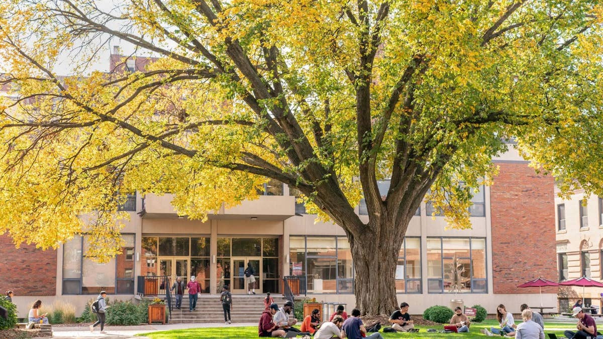 The last remaining elm tree in Augsburg University quad set for removal