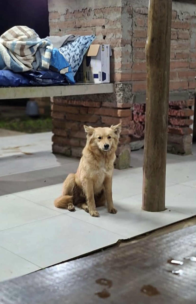 Mystery dog crashes proposal video, then lands an invite to their wedding