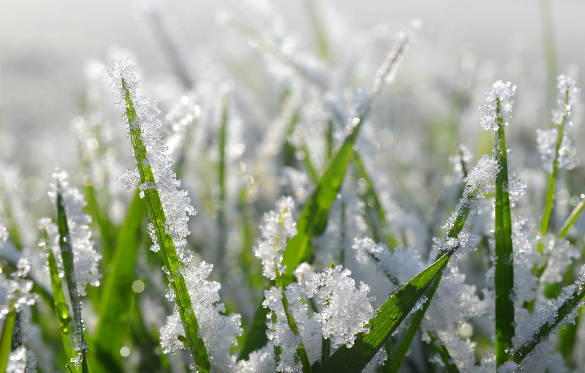 Why brown footprints appear on your lawn after the first frosts (and ...